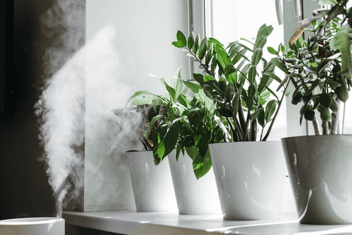 Steam rising from a humidifier next to plants on a window sill.